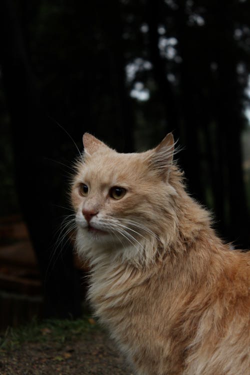 Portrait of an Orange Tabby Cat