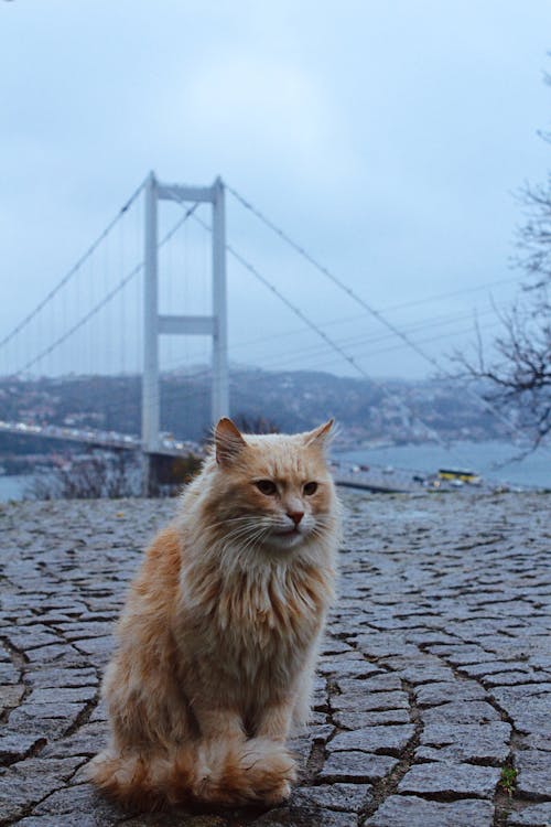 Kostnadsfri bild av djur, Golden Gate-bron, hårig