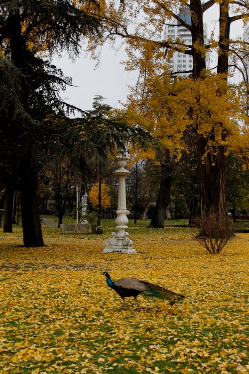 Základová fotografie zdarma na téma park, páv, podzim