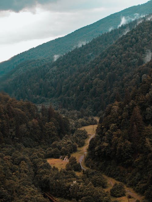 Ingyenes stockfotó drónfelvétel, erdő, fák témában