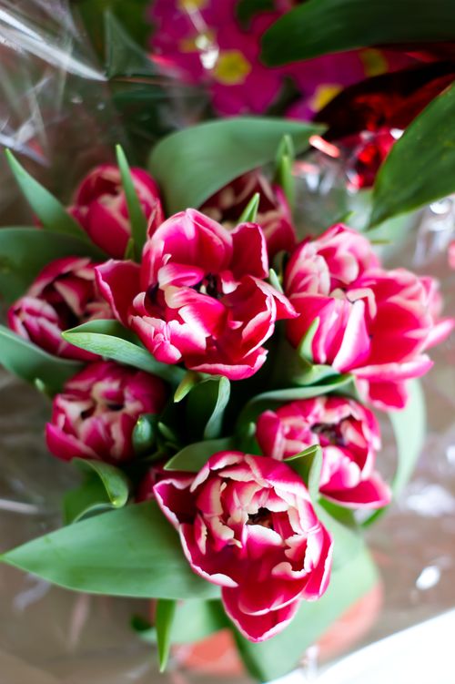 Free A fresh bouquet of vibrant pink tulips with green leaves viewed from above. Stock Photo