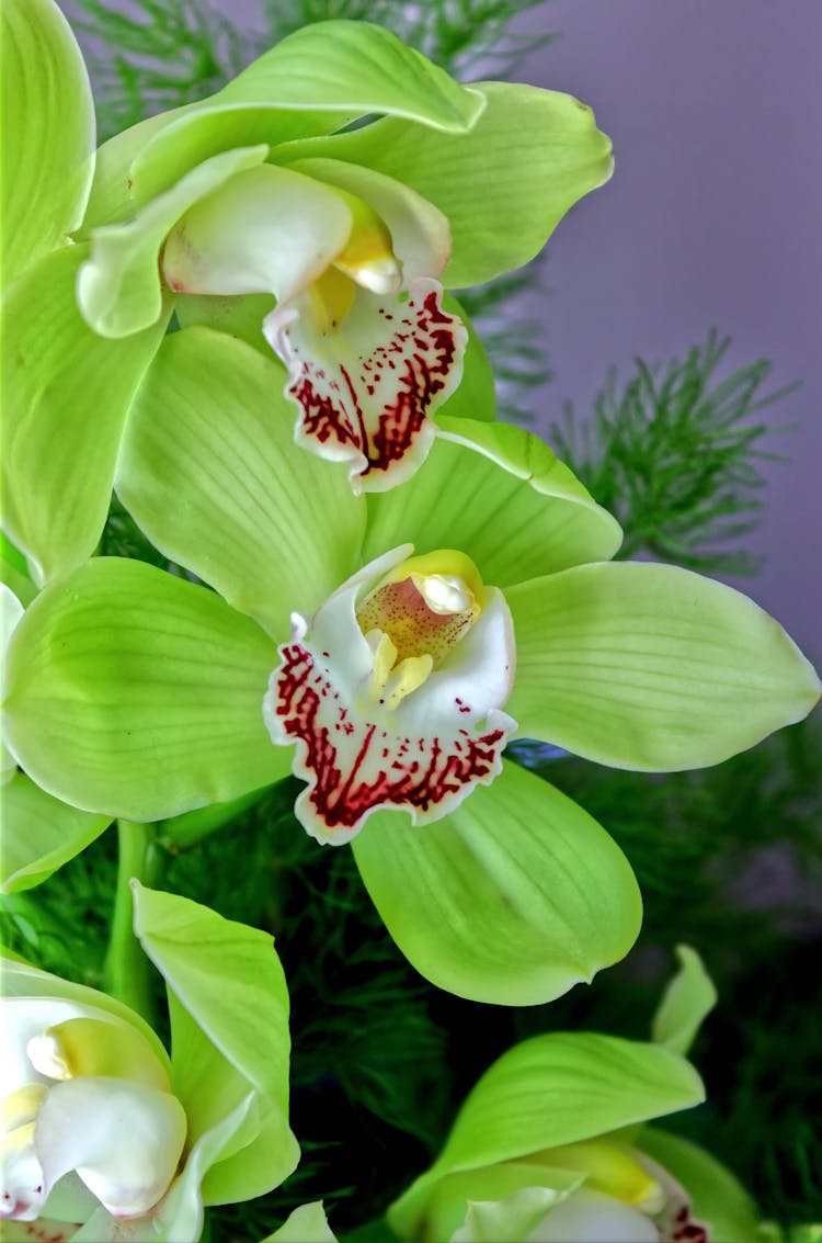 Green Boat Orchids In Bloom