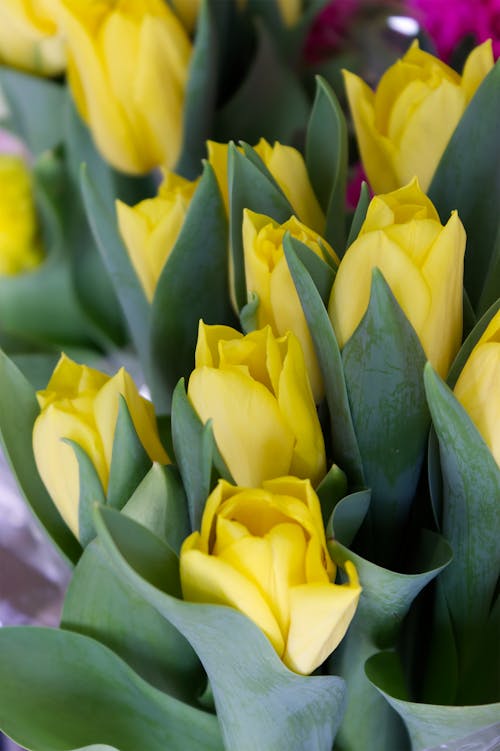 Kostnadsfri bild av delikat, färsk, flora