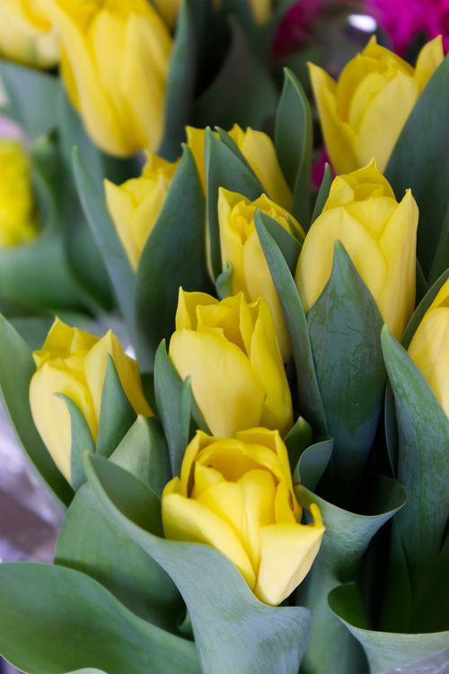 Free Beautiful yellow tulips with green leaves in full bloom, captured outdoors. Stock Photo