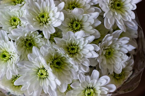 Free White and Purple Flowers in Close Up Photography Stock Photo