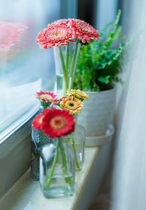 Colorful Flowers on Window Sill