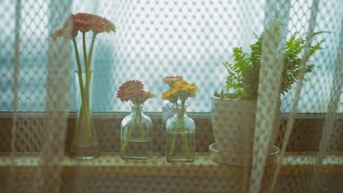 Free stock photo of curtains, fern, flower vase