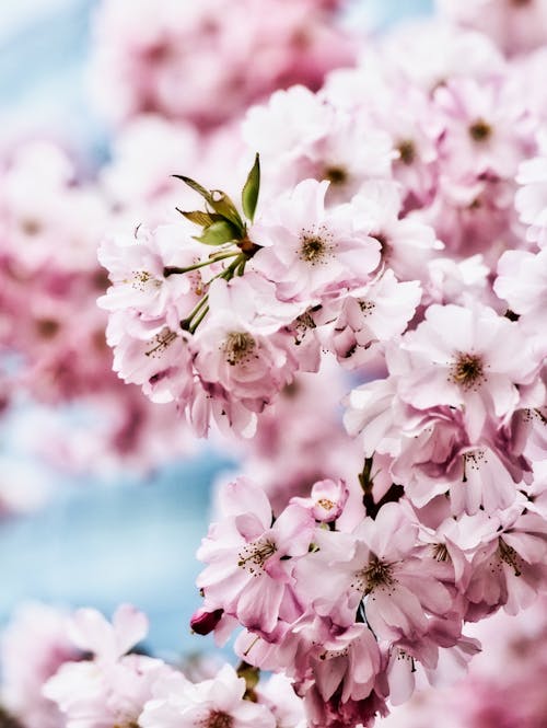 คลังภาพถ่ายฟรี ของ การถ่ายภาพดอกไม้, ซากุระ, ดอกซากุระ