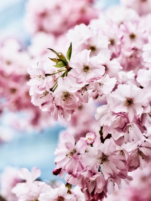 Cherry Blossoms in Bloom 