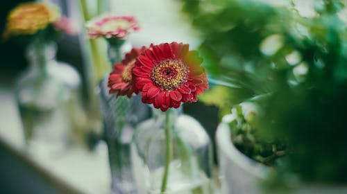 Transvaal Daisies in Glass Bottles