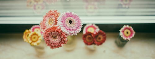 Close-Up Shot of Blooming Transvaal Daisies
