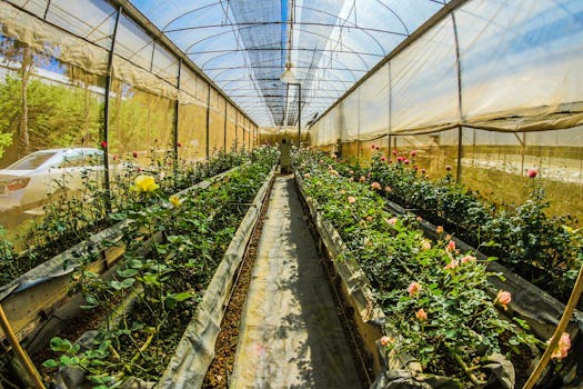 A vibrant greenhouse filled with blossoming roses under sunlight, depicting organic growth.