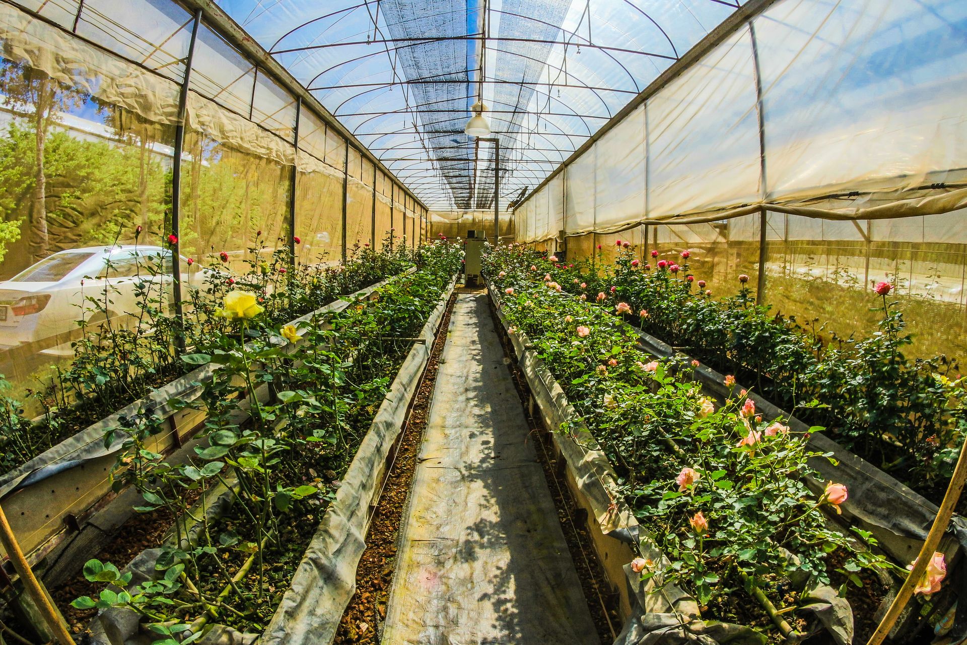 A vibrant greenhouse filled with blossoming roses under sunlight, depicting organic growth.