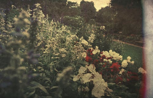 Different Flower Bearing Plants in the Garden