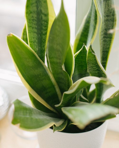 Free Close-up of a lush indoor snake plant showcasing vibrant green leaves in a sunlit environment. Stock Photo
