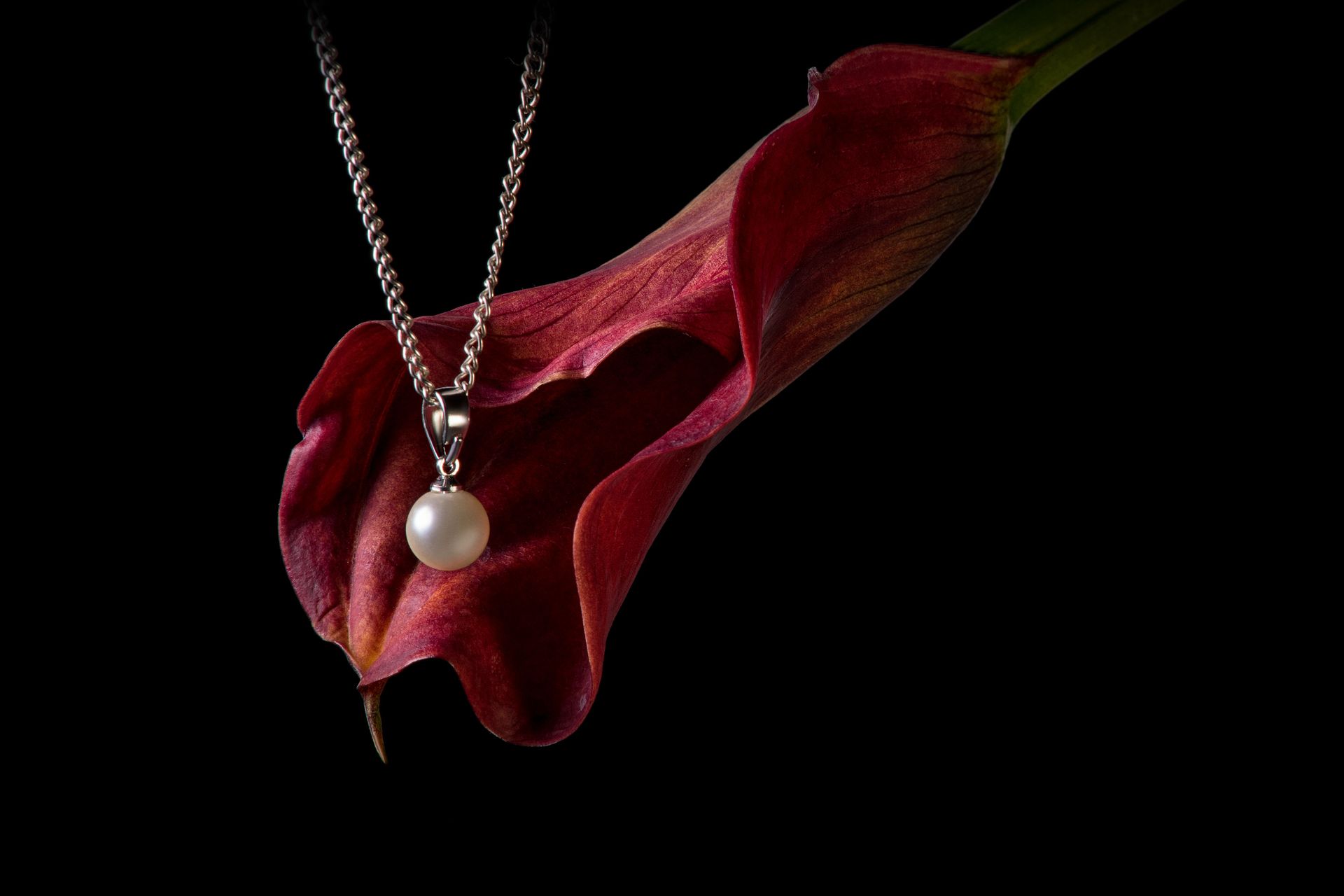 A striking close-up of a red calla lily adorned with a pearl necklace against a black background.