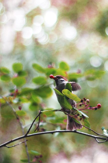 A vibrant bird snacks on red berries amid lush green foliage.