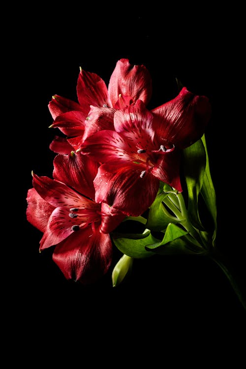 Free Red Tiger Lily Flowers on Black Surface Stock Photo