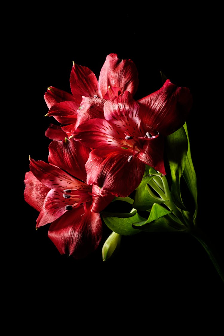 Red Tiger Lily Flowers On Black Surface