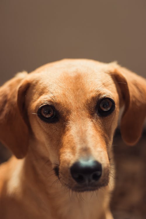 Free Brown Short Coated Dog in Close Up Photography Stock Photo