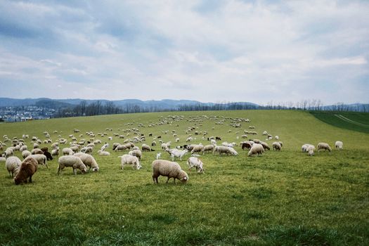 A large flock of sheep grazing peacefully on a lush green field under a cloudy sky.