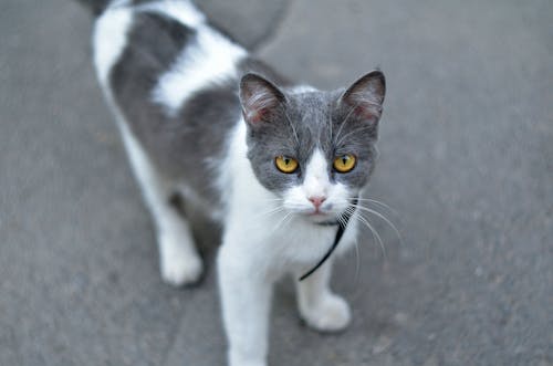 Gray with White Cat on Concrete Floor