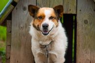 White and Brown Dog in a Doghouse