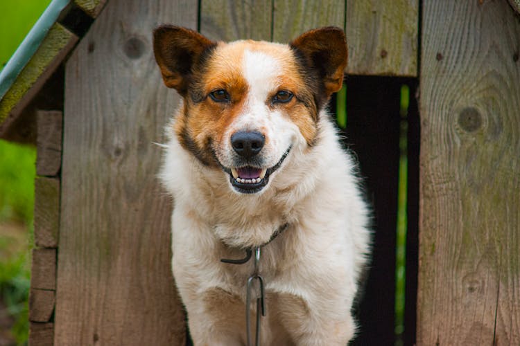 White And Brown Dog In A Doghouse