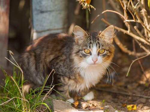 Free Brown Tabby Cat Sitting on the Ground Stock Photo