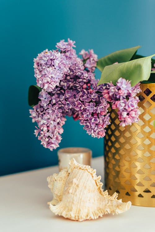 Gratuit Photos gratuites de coquillage, décoration, fleurs violettes Photos