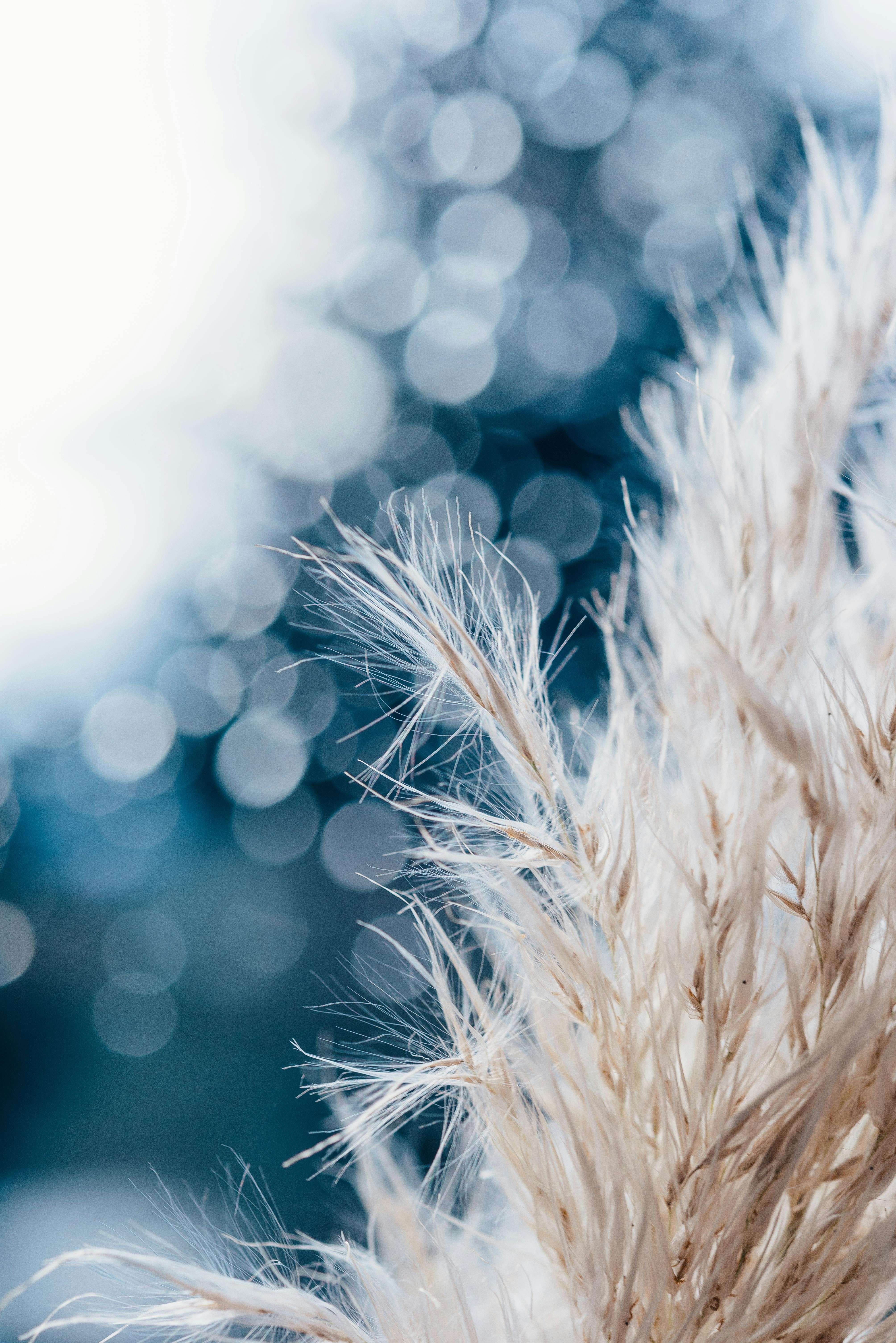 Close-up of white pampas grass with bokeh effect ideal for serene compositions and natural themes.
