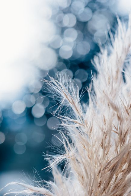 Close-up of white pampas grass with bokeh effect ideal for serene compositions and natural themes.