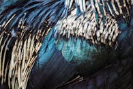 这张充满活力的孔雀羽毛特写，展现了复杂的纹理与色彩