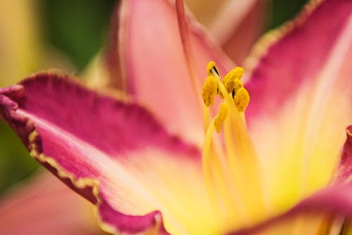Kostenlos Makrofotografie Der Rosa Blütenblattblume Stock-Foto
