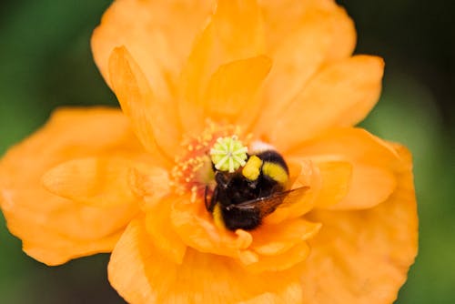 Close-up Photo of Honey Bee on Yellow Flower