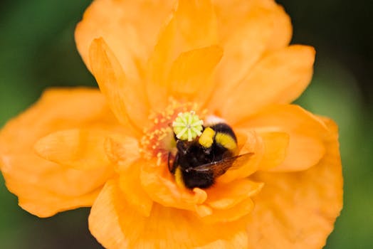 微距拍摄清晰地捕捉到大黄蜂在明亮的橙色花朵上采集花蜜，展现了大自然的生动景象