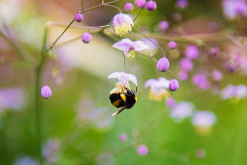 Photographie En Gros Plan D'abeille