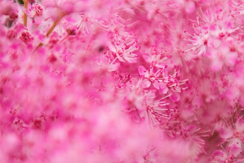 бесплатная Селективная фокусировка белых и розовых цветов Стоковое фото