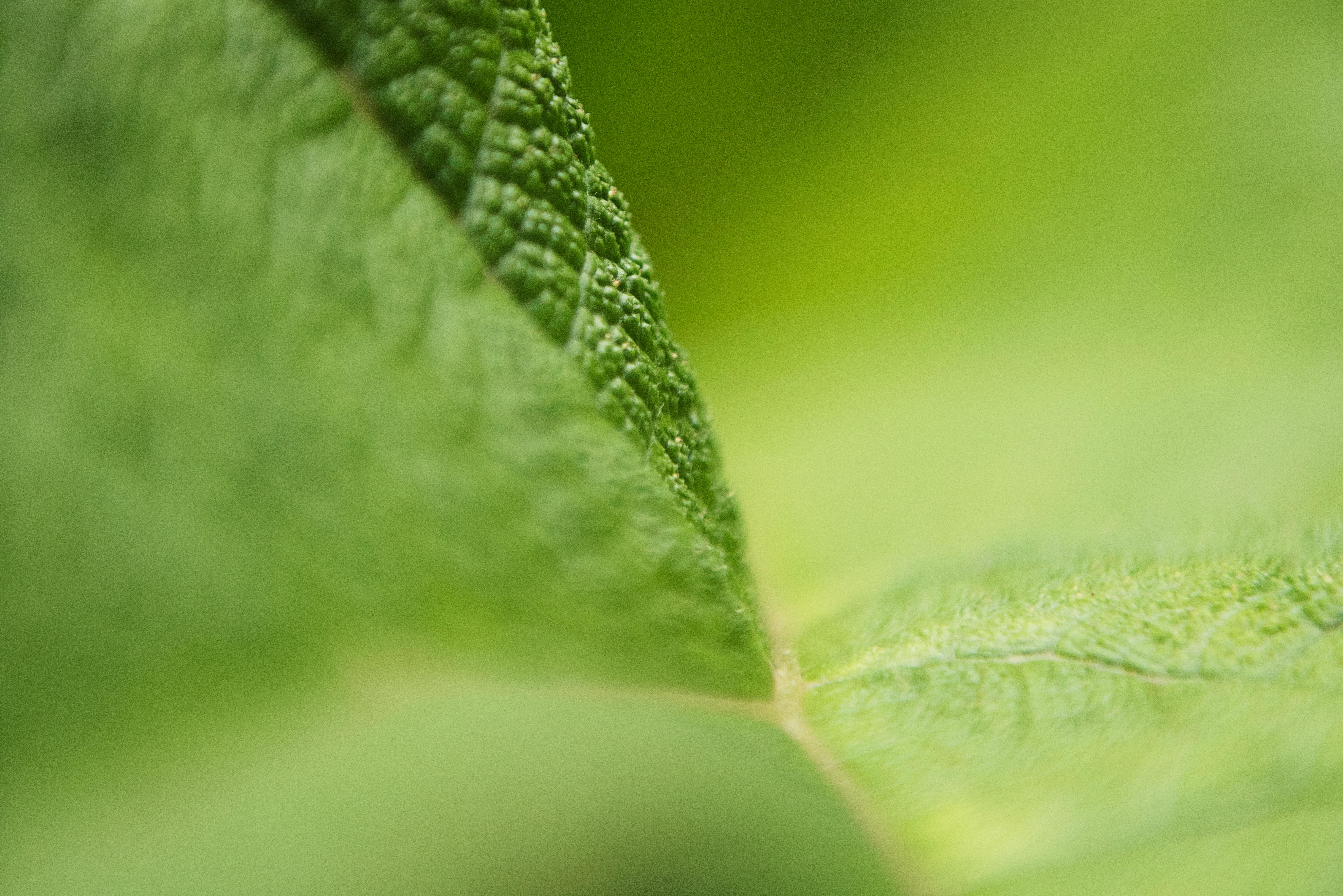 Imagine de stoc gratuită din fotografie de aproape, frunză, verde