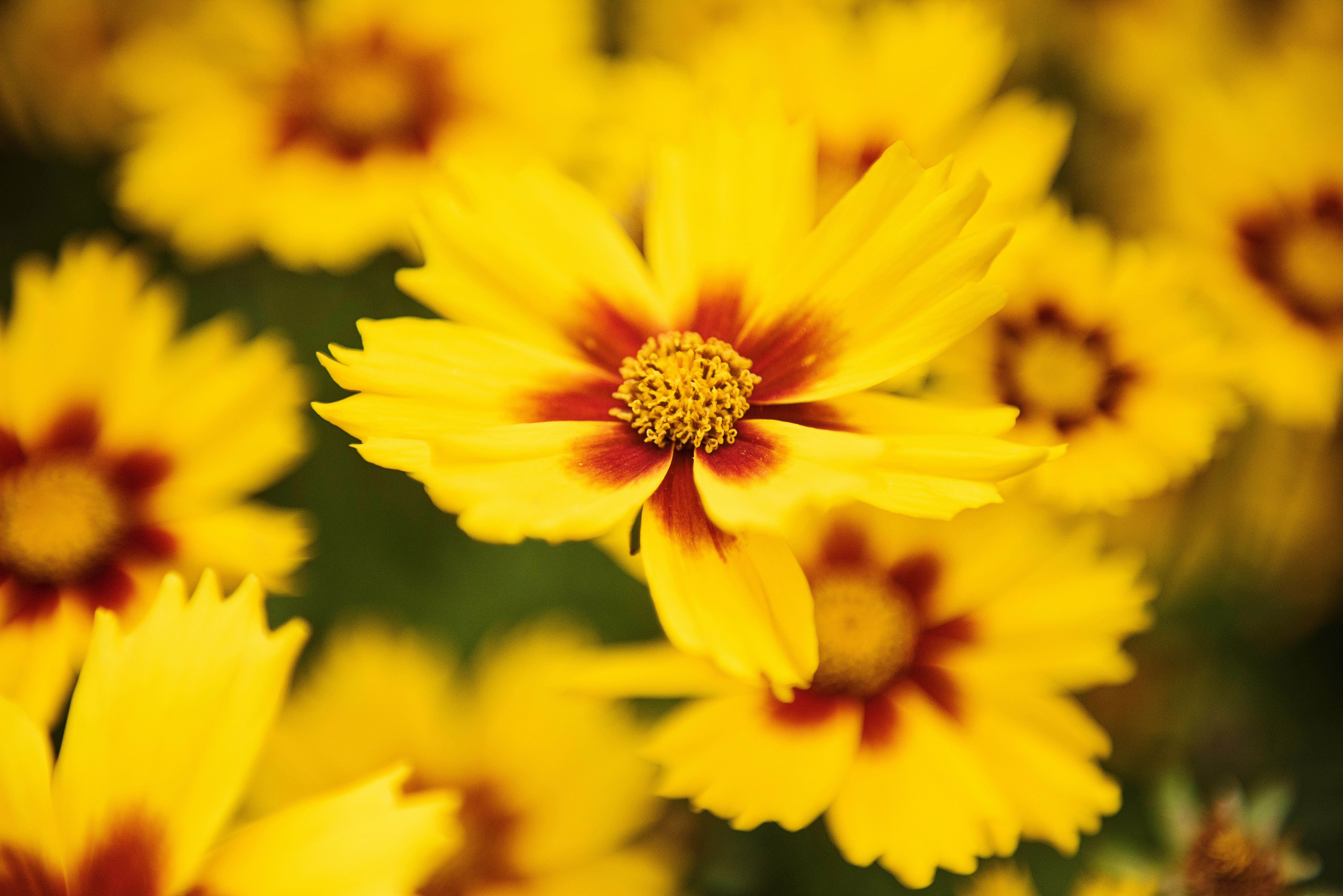 Macro Photography  of Yellow  Flowers  Free Stock Photo 