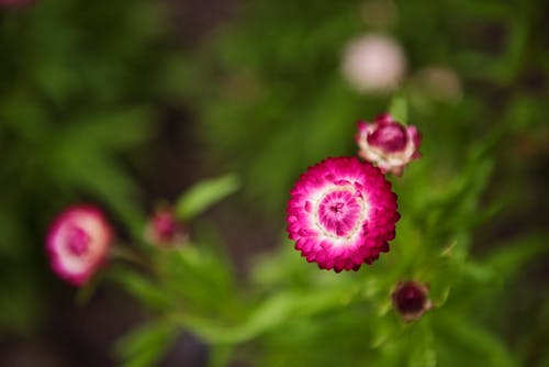粉色花瓣花的選擇性聚焦攝影
