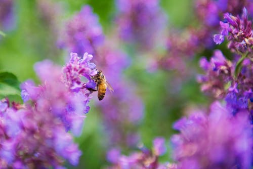 Selektive Fokusfotografie Von Honigbiene Auf Lavendel