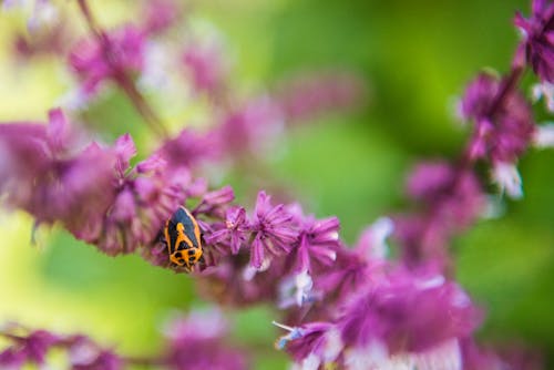Free stock photo of bug, flower, insect