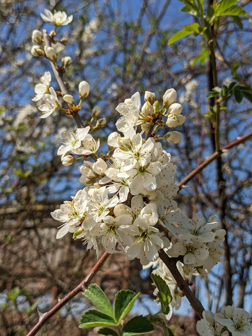Ücretsiz ağaç, Beyaz çiçekler, çiçek içeren Ücretsiz stok fotoğraf Stok Fotoğraflar