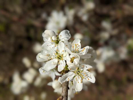 Close up Photo of Small White Flowers