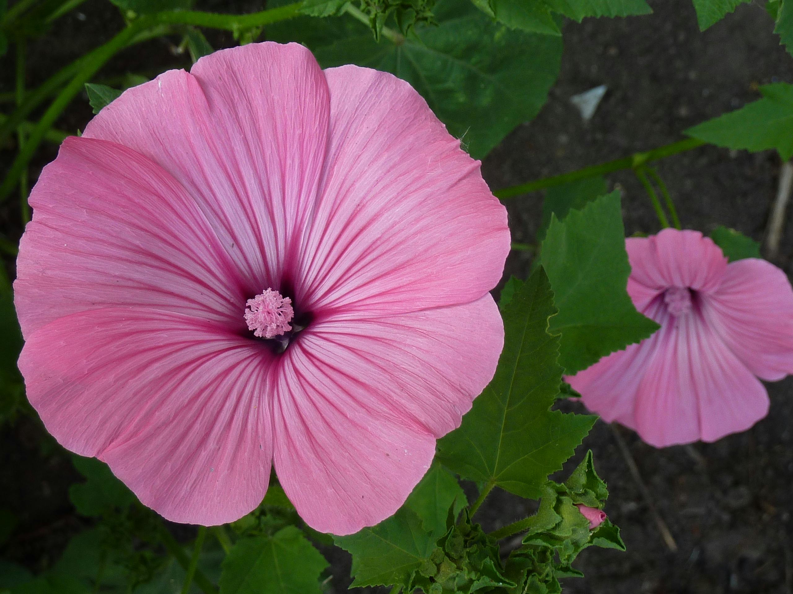 ピンクの花 フラワーズ ラバテラの無料の写真素材