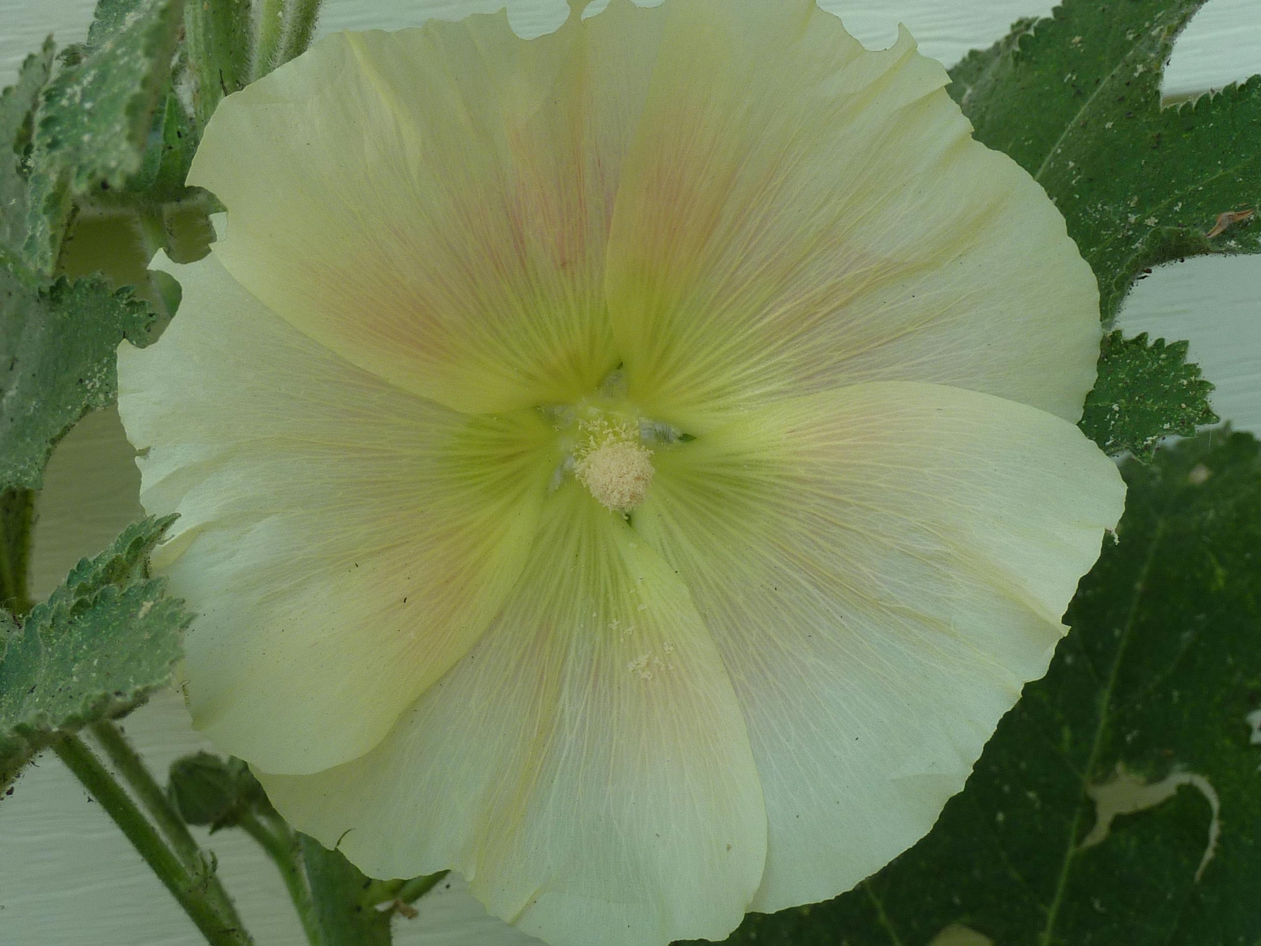 Photo Gratuite De Fleur Blanche Fleurs Roses Trémières