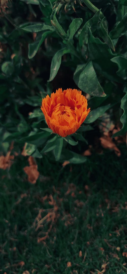 Orange Flower in Tilt Shift Lens