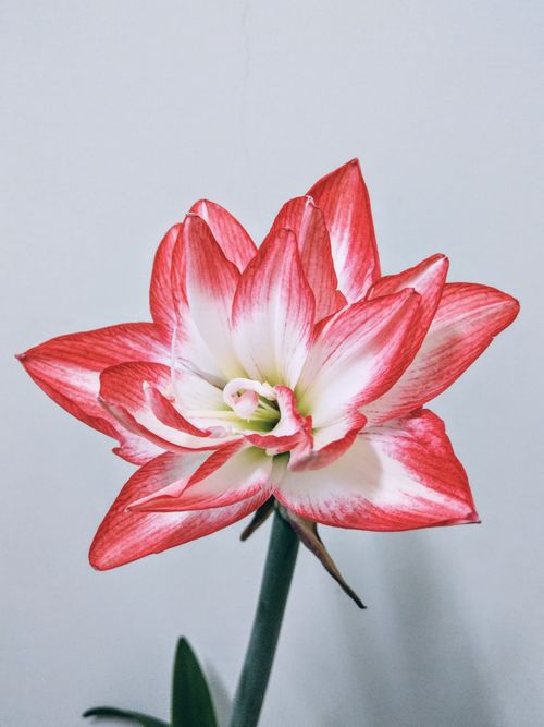 Free Vibrant amaryllis flower in a stunning red and white bloom against a neutral background. Stock Photo