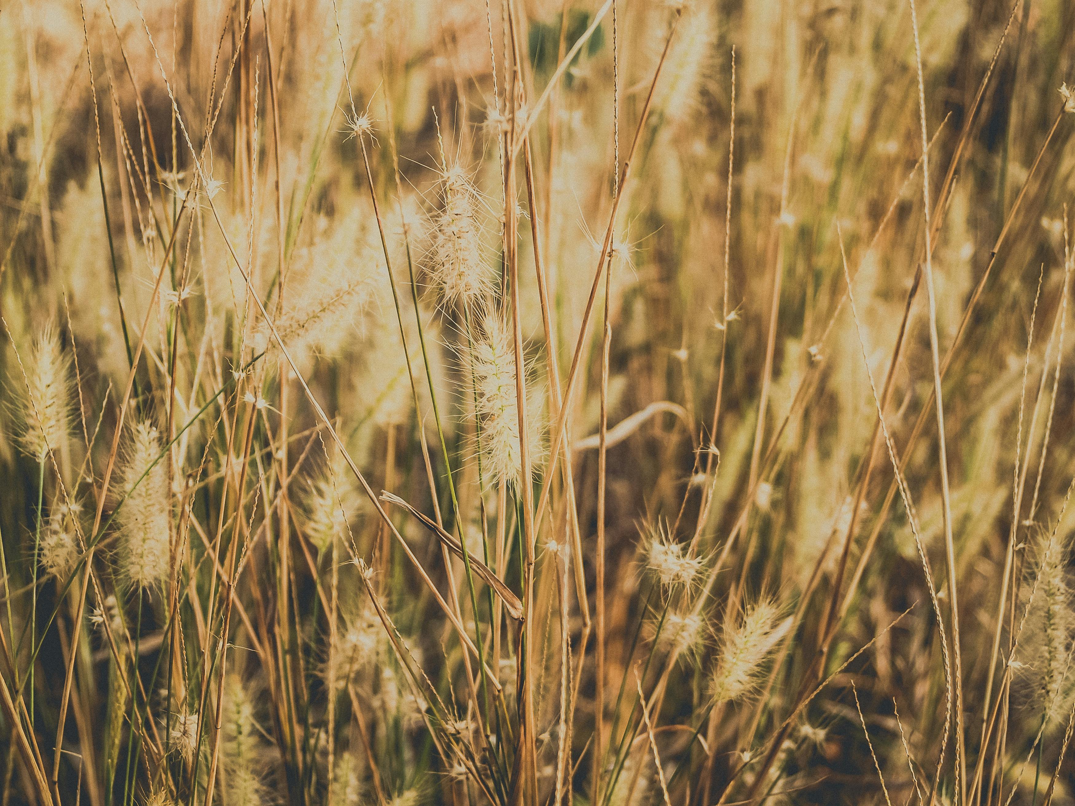 Dried Grass Field · Free Stock Photo
